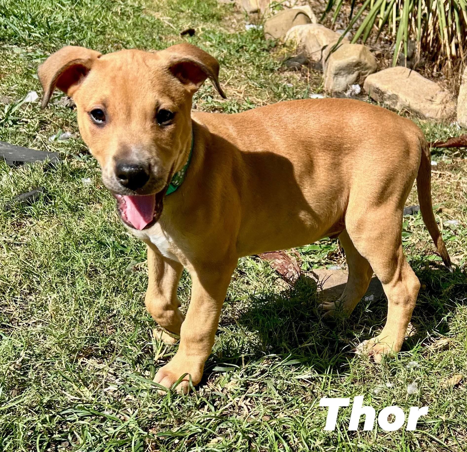 Thor Thor